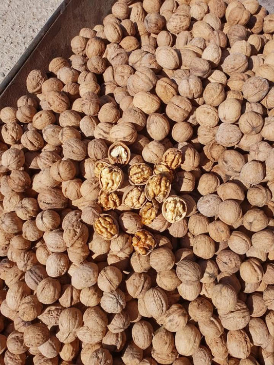 Doğal Yerli Kabuklu Ceviz
